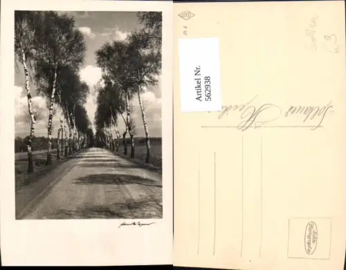 562938,Foto Ak Allee Soltauer Heide Soltau Birken Birke Bäume Baum