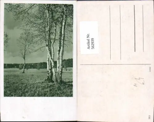 562939,Birke Birken Bäume Baum