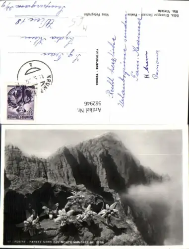 562946,Fusine Parete Nord del Monte Mangart Edelweiß Blume Blumen