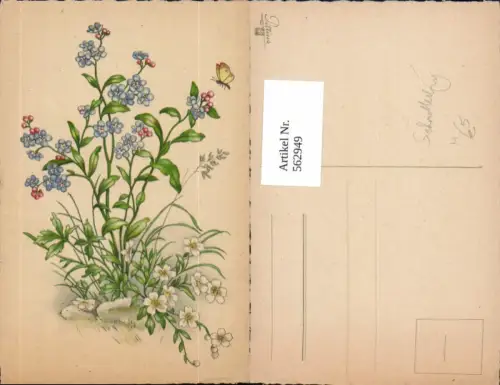 562949,Vergissmeinnicht m. Schmetterling Blume Blumen Tier