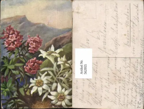 562955,Künstler Ak Edelweiß Alpenrose Bergkulisse Blume Blumen
