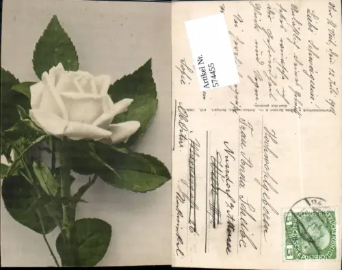574455,Blumen Botanik Rose pub Martin Rommel e Co. 610