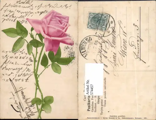 574457,Blumen Botanik Rose pub Martin Rommel e Co. 527