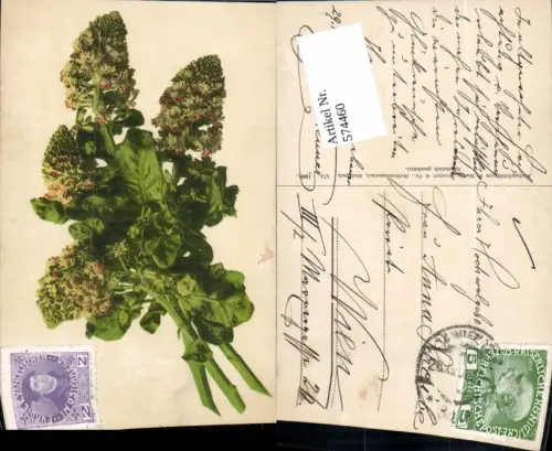 574460,Blumen Botanik pub Martin Rommel e Co. 575