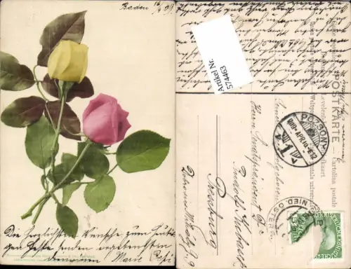 574463,Blumen Botanik Rosen pub Martin Rommel e Co. 542