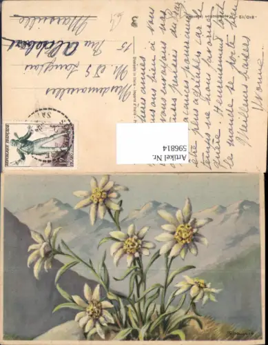 596814,Künstler Ak I. Chauwie Edelweiß Alpenflora Blumen