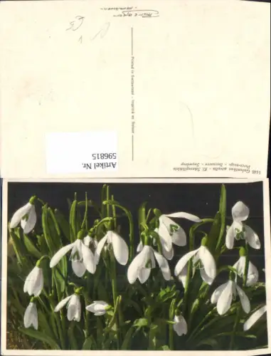 596815,Schneeglöcklein Schneeglöckchen Blumen pub Gyger Adelboden