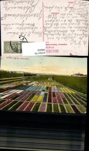 596826,Groeten uit het Bollenland Niederlande Blumenfeld Blumen Eisenbahn Zug Lok