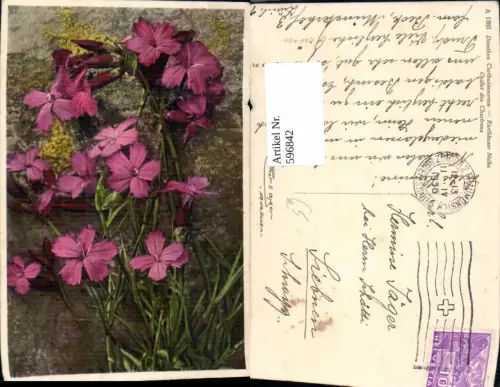596842,Karthäuser Nelke Blumen
