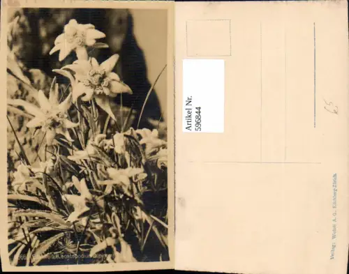 596844,Foto Ak Edelweiß Alpenflora Blumen