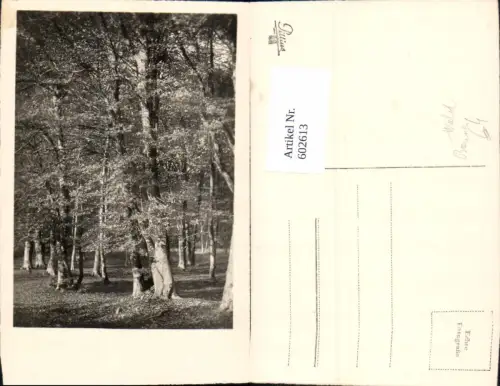 602613,Foto Ak Wald Bäume Baum