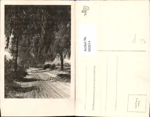 602614,Foto Ak Allee Bäume Baum