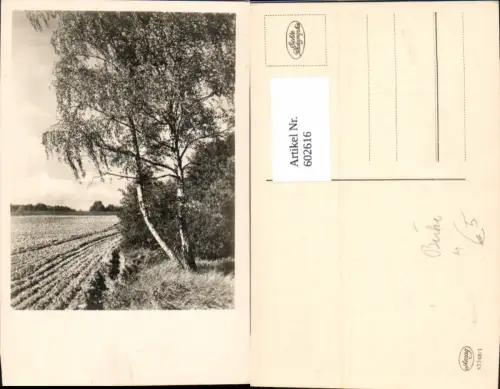 602616,Foto Ak Birke Baum Landschaft