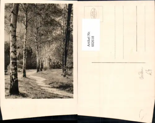 602618,Foto Ak Birke Birken Allee Baum