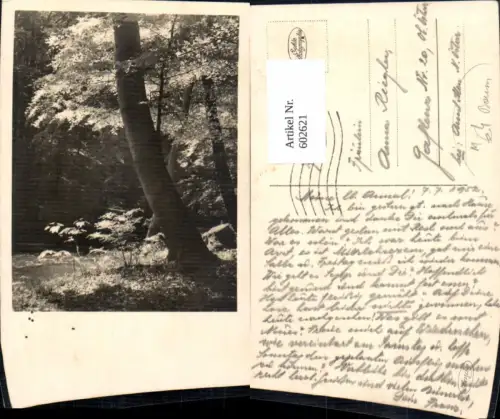 602621,Foto Ak Baum Wald Landschaft