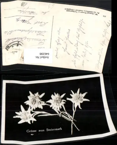 646398,Foto Ak Edelweiß Blumen Alpenflora Grüsse Steiermark