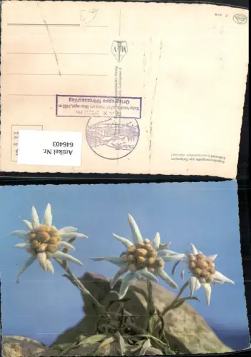 646403,Alpenblumen Edelweiß Blumen