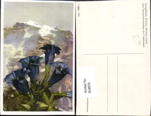 654970,Naturaufnahme F. Kustermann Stengelloser Enzian Vegetation