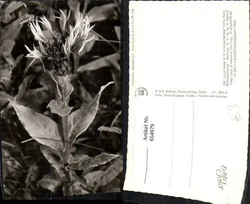 654979,Foto Ak Bergflockenblumen Alpenflora Blumen Vegetation