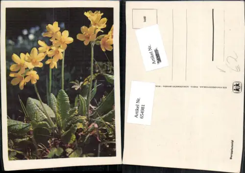 654981,Bergplatenigl Gelbe Blumen Vegetation pub SOS Kinderdorf 14/60