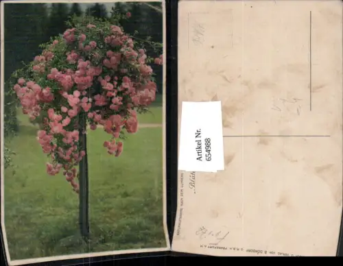 654988,Rosen Hochstamm Blumen Vegetation pub B. Dondorf 865