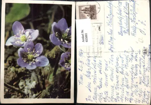 655001,Blaue Blumen Vegetation pub SOS Kinderdorf