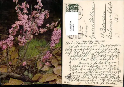 655006,Seidelbast Blumen Vegetation
