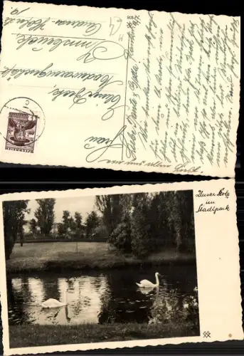 704072 Stadtpark Schwäne Schwan