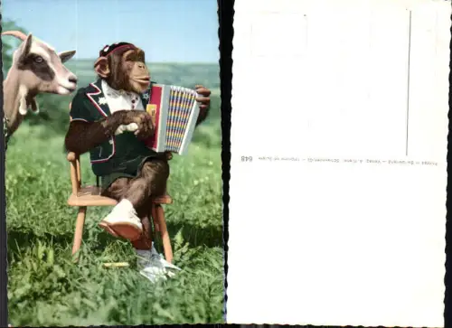 706360 Affe Schimpanse vermenschlicht Ziehharmonika Verlag A. Kiener