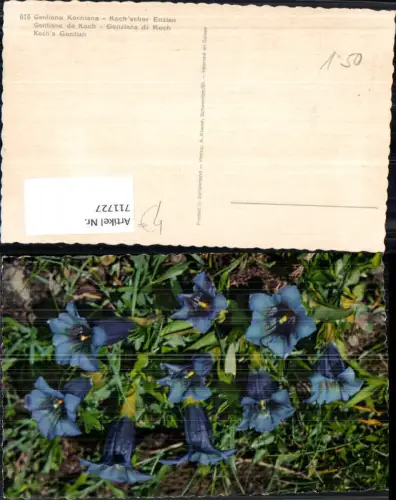 711727 Kochser Enzian Gentiana Kochiana Flora Fauna Blumen