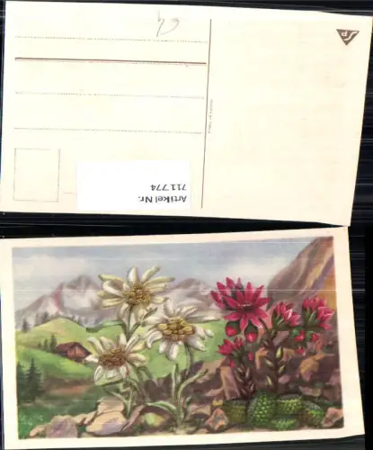 711774 Künstler AK Kaktus Kakteen Edelweiß Alpenflora Blumen Flora Vegetation