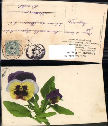 711789 Blumen Stiefmütterchen Flora Fauna Vegetation pub Martin Rommel Co 528