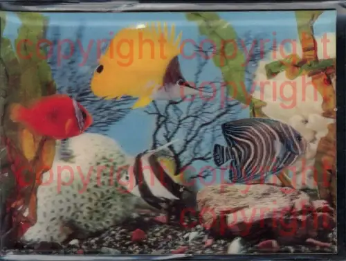 465866,3D 3 D 3-D Karten Fische Aquarium