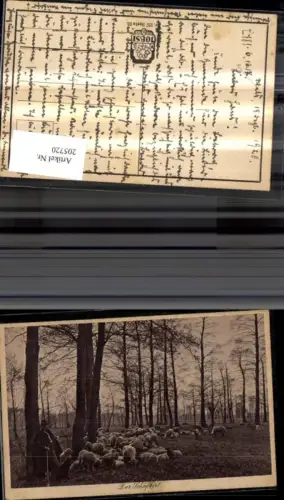 205720,Beruf Hirten Schäfer Der Schafhirt Schafe