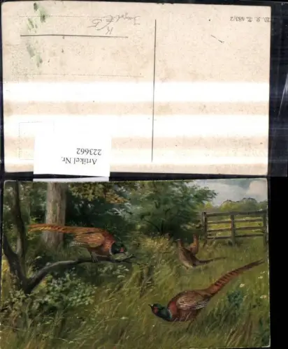 223662,Künstler Ak Fasane Wild Rebhühner Jagd