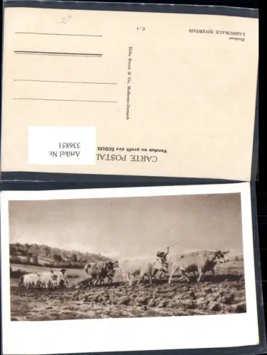 336851,Landwirtschaft Bauer m. Rinder Ochsen Egge Gespann Feldarbeit