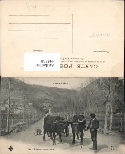 445530,L Auvergne Attelage auvergnat Mann Hund Ochsengespann Tiergespann Landwirtschaft