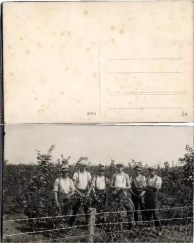 69219,FotoAK Weinbau Wein Ernte am Feld