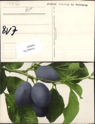 160042,Zwetschken am Baum Pflaumen Obst Früchte