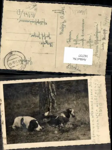 162757,Jagd FotoAK Hunde Jagdhunde unter Baum m. Hut v. Jäger