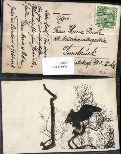 177890,Jagd FotoAK Grosser Greifvogel Adler in Pfunds 1909
