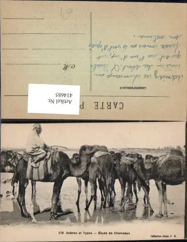 414685,Scenes et Types Etude de Chameaux Arabischer Volkstypen Afrika Kamele