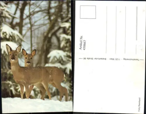 430667,Rehe i. Schnee Winter Jagd Wild