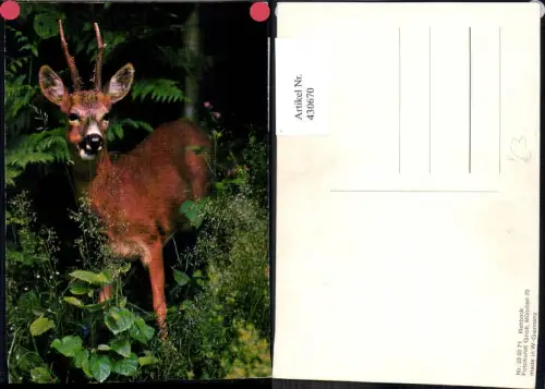 430670,Rehbock Jagd Wild pub Fotokunst Groh 230371