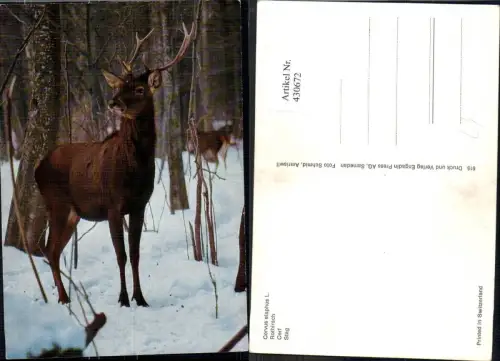 430672,Rothirsch Hirsch Winterwald Jagd Wild