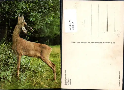 430673,Rehbock Jagd Wild