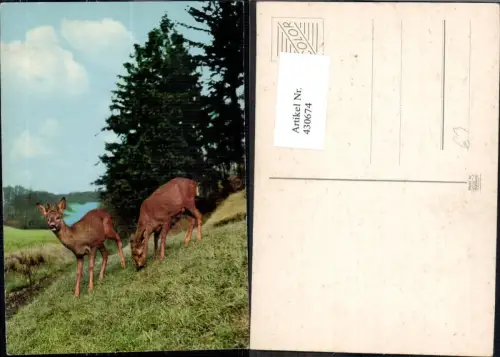 430674,Rehe auf Wiese Jagd Wild