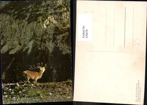 430678,Rothirsch Jagd Wild pub Fotokunst Groh 230319