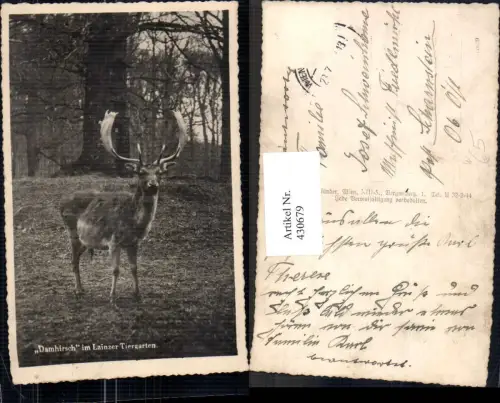 430679,Damhirsch im Lainzer Tiergarten Lainz Wien Jagd Wild