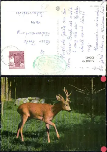 430683,Rehbock Jagd Wild